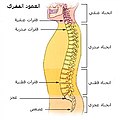 العمود الفقري