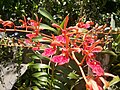 Renanthera