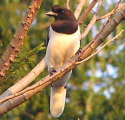 Krulltofsskrika (Cyanocorax cristatellus)