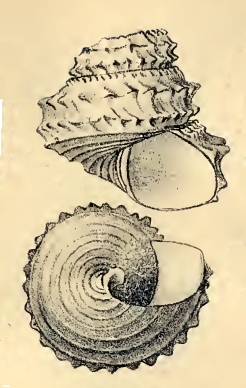 Lischkeia imperialis