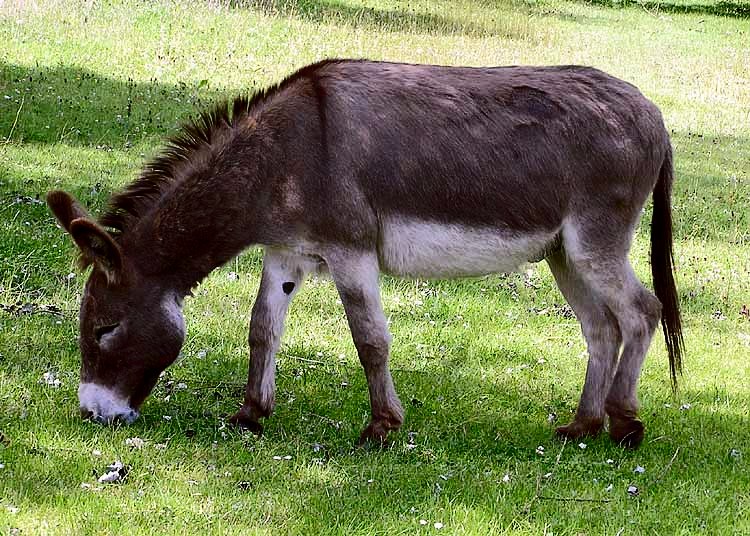 A donkey