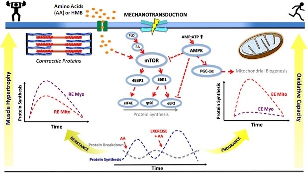 Signaling cascade diagram