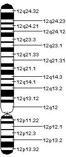 genska mapa hromozoma 12