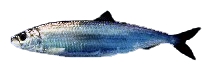 大西洋鯡魚（Clupea harengus） 世界上最繁盛的魚種