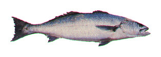 Atractoscion nobilis