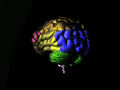 Occipital lobe in blue