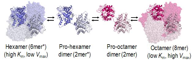 Régulation allostérique de la porphobilinogène synthase, fonctionnant comme une morphéine : l'unité structurelle de l'enzyme est un dimère susceptible de former, selon sa conformation, un octamère actif ou un hexamère inactif (PDB 1PV8[3]).