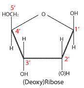 furanose