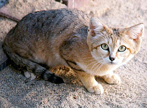 Кіт барханний (Felis margarita)