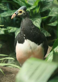 Malea megapodo