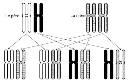 4 combinaisons de chromosomes no 6 sont possibles