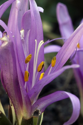 Bulbocodium vernum