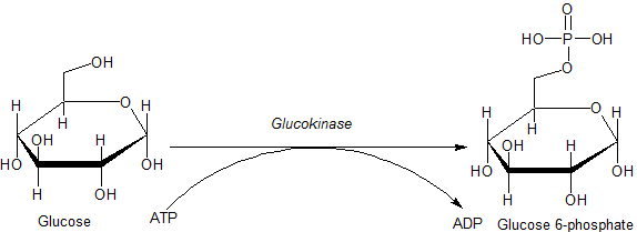 Acción da glicoquinase sobre a glicosa.