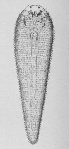 Linguatula taenioides