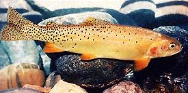 Truite fardée (Oncorhynchus clarkii bouvieri)