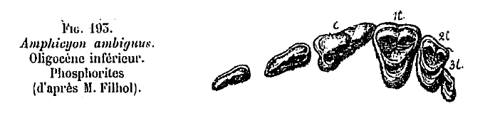 Dentition. Fossile provenant des phosphorites du Tarn (Oligocène inférieur).