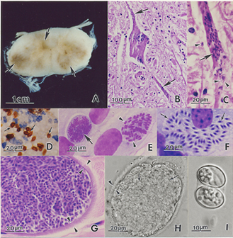 Micrograph of a sporulated oocyst, each oval-shaped sporocyst looks a little longer than the ten micrometer scalebar provided