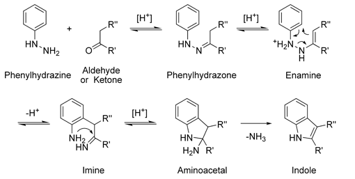 The mechanism of the Fischer indole synthesis