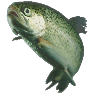 A trout