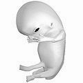 Fœtus humain, 8 semaines de grossesse (10 semaines d'aménorrhée).