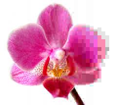 Egy virágról készült fénykép balról jobbra haladva lépcsőzetesen egyre veszteségesebb JPEG tömörítést használva