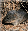 Description de l'image Prairie vole.gif.