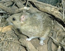 Description de l'image White-throated woodrat.jpg.