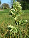 Dactylis glomerata