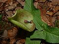 Spathe de gouet maculé.