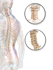 Cervical spine.