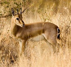 Persiangaselli Gazella bennettii