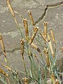 D.caryophyllus seed heads