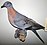 Passenger Pigeon