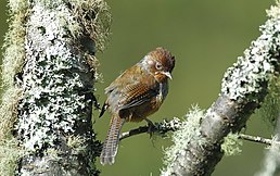 Сибія тайванська (Actinodura morrisoniana)