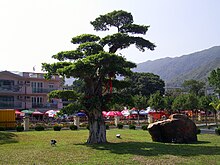 HK LamTsuenWishingTree NewTree 2009.JPG