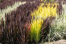 Photo couleur de plants de riz de couleurs différentes : jaunes, vialoets et vert pâle tirant vers le blanc.