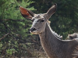 Close-up of female Pilanesberg Game Reserve, South Africa