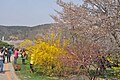 黄色の黄梅（迎春花）の後に桜