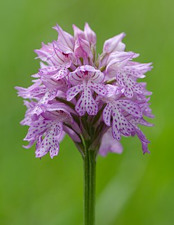 Orchis dentelé (Neotinea tridentata). (définition réelle 2 147 × 2 781)