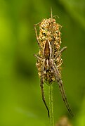 Pisaura mirabilis on Plantago lanceolata