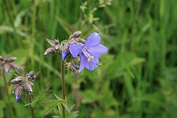 Almindelig Jakobsstige (Polemonium coeruleum)