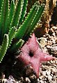 Stapélie Stapelia grandiflora