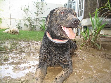 2010 blev labrador retriever den populäraste rasen i Sverige, en position den tyska schäferhunden haft sedan 1966.