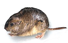 Cténomys ou Tucotuco (Dromiciops gliroides).