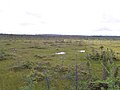 La vaste tourbière du Parc de Frontenac, la tourbière structurée la plus au sud au Québec.