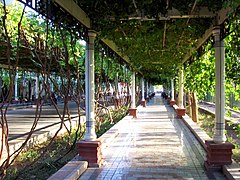 Chemin piétonnier, voie et vignes sur pergola, bordées de peupliers. Tourfan, 2005