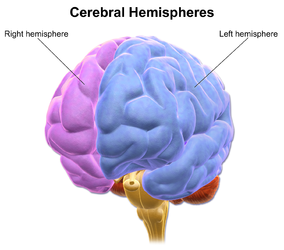 Cerebral hemispheres