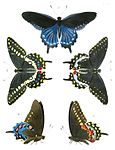 Battus philenor och Papilio polyxenes