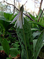 Erythronium albidum -koiranhammaslaji