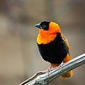 en:Northern_Red_Bishop